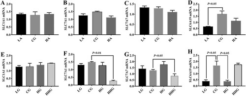 Figure 1. Effects of dietary Asp (A, B, C, D) and Glu (E, F, G, H) on amino acid transporters in the liver. Data are presented as mean ± SEM, n = 6. SLC1A1 solute carrier family 1 (neuronal/epithelial high affinity glutamate transporter, system XAG, member 1), SLC7A1 solute carrier family 7 (cationic amino acid transporter, y + system; member 1), SLC7A7 solute carrier family7 (amino acid transporter light chain, y + L system, member 7), and SLC6A19 solute carrier family 6 (neurotransmitter/neutral amino acid transporter, member 19).