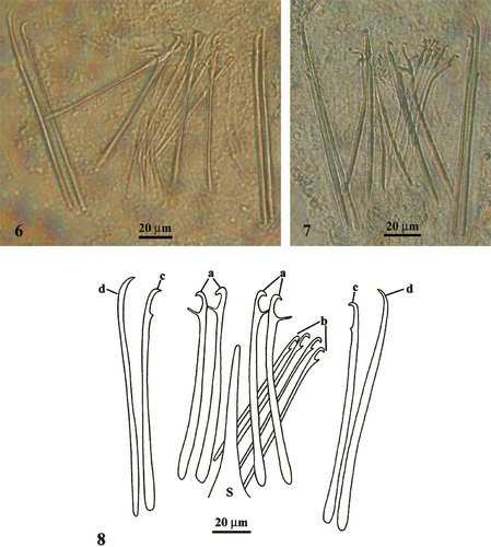 Figures 6–8 Photographs(6–7) and spatial distribution (8) of the spines of male sclerotic apparatus of Parotoplana rosignana sp. nov. S = funnel‐shaped sting.