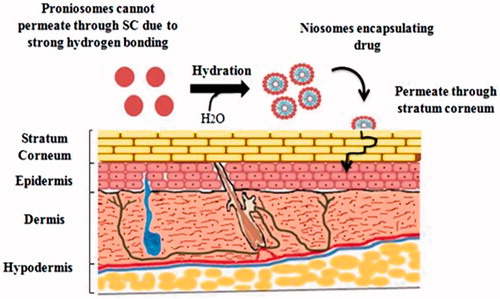 Figure 3. Drug delivery and penetration of proniosomes through stratum corneum.