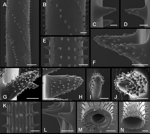Figure 3 Spines of Pseudocirrhipathes mapia. A, spiral arrangement of spines along the basal portion of the stem; B, close up view of the basal region; C,D, slightly tuberculated triangular spines in the basal region; E, close up view of the central region, where spines are arranged in regular longitudinal rows; F, tuberculated sub‐triangular spines in the intermediate region; G,H, circular arrangement of tubercules on the surface of spines situated in the central portions of the colony; I,J, different arrangement of tubercules on the proximal side of spines, either covering the entire surface or absent. The tip of the spines is always free of tubercules; K, close‐up view of the apical region, where the spines are arranged into well‐separated verticils. Ridges were produced by the collapse of the skeleton due to dehydration; L, smooth triangular spines in the apical verticils; M,N, variation in diameter of the central canal in the central and apical portion of the colony, respectively. Scale bars: A, 1 mm. B, E, 0.5 mm. K, M, N, 0.2 mm. C, D, F–J, L, 0.1 mm.