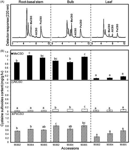 Fig. 1. Determination of total cysteine sulfoxides: methiin (MeCSO), aliin (AlCSO), and isoaliin (PeCSO) in A. roylei root-basal stem, bulb, and leaf accessions 95002, 95004, and 95005. (A) Representative HPLC chromatogram and (B) cysteine sulfoxides content.Note: Bar indicates ±SE (n = 3).