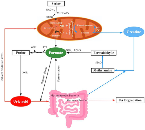 Figure 5 Potential mechanisms of formate in the development of DPN. Dysfunction of mitochondria might decrease the production of formate (black arrows) and then limit the electron supplement in uric acid metabolism (Orange arrows). Gut anaerobic bacteria (black arrows) and creatine (blue arrows) could also produce a certain proportion of formate.