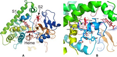 Figure 2 The structure of human CYP21A2 complexed with 17-OHP. (A) The overview of the binding mode of 17-OHP to CYP21A2. Secondary structural elements are colored from blue (N-terminus) to red (C-terminus). The ligand 17-OHP (S1 and S2) and heme are colored red. (B) A close-up view of the binding mode of 17-OHP to the binding cavity (S1) of CYP21A2. The residues involved in binding and accessing of substrate are labeled and shown as sticks. The purple arrow represents the substrate access channel.