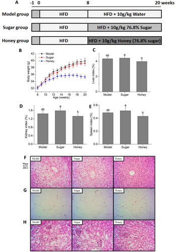 Figure 1. Effect of honey on clinical indicators related to chronic kidney disease (CKD) (A) experimental grouping and design; (B) body weight; (C) liver index; (D) kidney index; (E) spleen index; (F) liver tissues H&E staining; (G) epididymal adipose tissues H&E staining; (H) kidney tissues H&E staining. Different lowercase letters on the same indicators correspond to significant differences at p < 0.05.