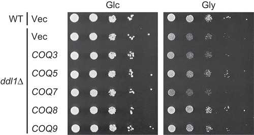 Figure 3. Suppression of the defect in respiratory growth of the ddl1∆ strain by COQ genes.The wild-type W303-1A strain (WT) harboring YEplac181 and the ddl1∆ strain harboring YEplac181 (Vec), YEp181-COQ3 (COQ3), YEp181-COQ5 (COQ5), YEp181-COQ7 (COQ7), YEp181-COQ8 (COQ8), or YEp181-COQ9 (COQ9) were cultured in the SD medium to logarithmic phase and spotted onto the SD (Glc) or SGly (Gly) medium in 10-fold serial dilutions. Strains were cultured for 2 days on the SD medium or 3 days on the SGly medium.