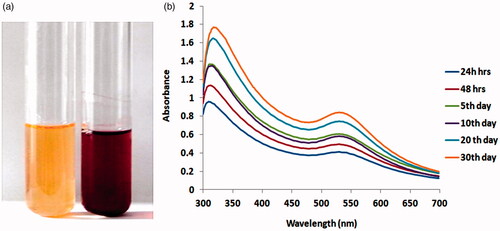 Figure 1. (a) The synthesis of AuNPs from aqueous leaf extract of Marsdenia tenacissima was confirmed by changes in solution nature from light color to dark color. (b). UV-visible absorption spectrum of synthesized AuNPs.