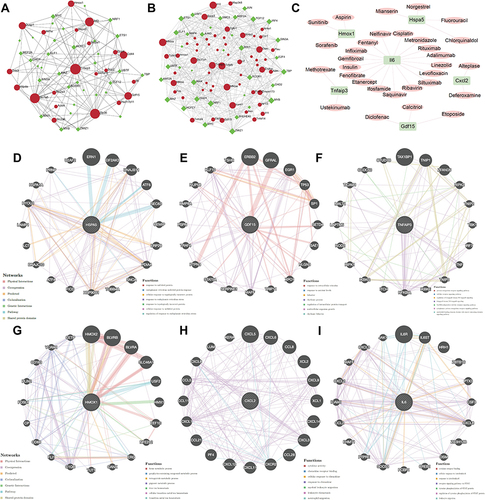 Figure 4 TF-coFRGs interaction network, red circle, TFs, green diamond, coFRGs (A); TF-coIRGs interaction network, red circle, TFs, green diamond, coIRGs (B); gene-drug networks analysis, pink circle, coIRGs or coFRGs, green diamond, TFs (C); protein-protein interaction analysis of the 6 hub genes by Genemania (D–I).