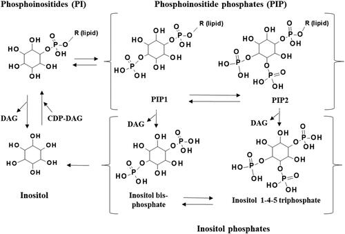 Figure 3. The availability of phosphoinositides (PI), phosphoinositide phosphates (PIP) and inositol phosphates, and therefore the activity of many signaling processes, is tightly regulated by metabolism. Phosphates may be selectively and specifically added to PI by kinases, or removed by phosphatases, to produce PIP such as PIP1 and PIP2. These PIPs are cleaved by lipases to form inositol phosphates and diacylglycerol (DAG).