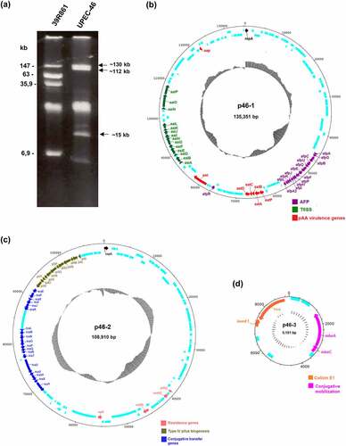 Figure 4. Plasmid profile and comparison of plasmids architecture present in UPEC-46. (a) Plasmid content of the UPEC-46 strain obtained by alkaline extraction, followed by electrophoresis in 0.8% agarose gel in Tris-Borate-EDTA (TBE) buffer. Approximate sizes were predicted based on the plasmid migration in agarose gel. The E. coli strain 39R861 represents the standard strain containing plasmids of known molecular weights. (b) Plasmid p46-1 (virulence plasmid) carries genes typical for EAEC strains (aatA, B, C, D, and P; aap; pet). Additionally, it contains an operon encoding an aggregate-forming pilus (afp) and an operon encoding a type 6 secretion system (T6SS, aai). (c) Plasmid p46-2 (encoding antibiotic resistance) harbors genes for the pil pilus (type 4 pili biogenesis), conjugative transfer genes and resistance genes. (d) Plasmid p46-3 (colicinogenic plasmid) carries genes for colicin E1 synthesis and conjugative mobilization genes. CDS are presented in light blue and GC-content is depicted in black inner circles