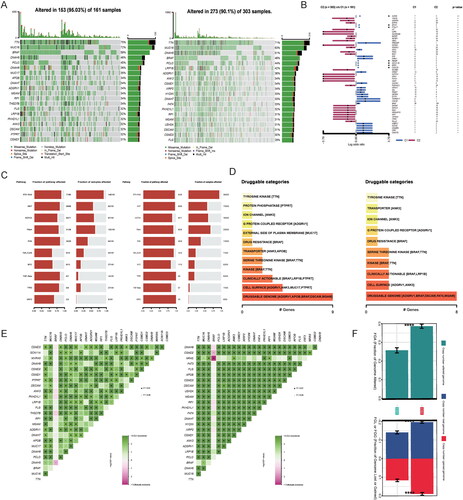 Figure 5. Association between multiomics-based subtypes and genomic variation. (A) OncoPrint was depicted by the most significant mutated genes between MOCS1 and MOCS2. (B) Forest plot indicating the prognostic impact of mutations between MOCS1 and MOCS2. (C) Onco-pathways and drug categories (D) related differences between subtypes. (E) Interaction effect of mutated genes between MOCS1 (left) and MOCS2 (right). (F) Copy number variation difference between MOCS1 and MOCS2, including copy number gain and loss.