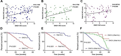 Figure 2 Expression association and Kaplan–Meier survival analysis of ENO1/Rab1A in 135 CRC patients. Scatter plots showing the association between ENO1 and Rab1A expression as per IHC-scores in all CRC patients (A), TNM I–II stage patients (B), and TNM I–II patients (C). Post-surgery Kaplan–Meier survival analysis of 135 CRC patients stratified according to ENO1 (D) and Rab1A (E) expression levels. (F) Survival analysis of ENO1hi/Rab1Ahi, ENO1lo/Rab1Ahi and ENO1hi/Rab1Alo patients.