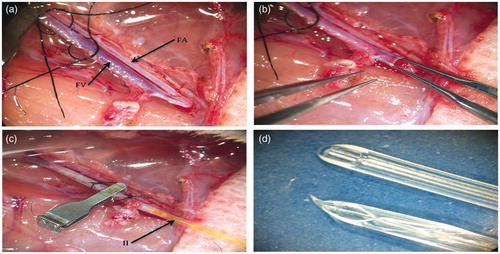 Figure 1. (a) Femoral vein prepared for cannulation. Note ligatures loosely applied, ready to be tightened immediately post-cannula insertion. (b) Venotomy made distally and dilated for insertion of cannula. (c) Inulin infusion into cannulated femoral vein, with catheter secured by ligatures and vascular clamp. (d) Microtubing cut using a scalpel blade (top) and scissors (bottom) viewed at high magnification with the operating microscope. Note the ragged edge of the scissor cut tube.