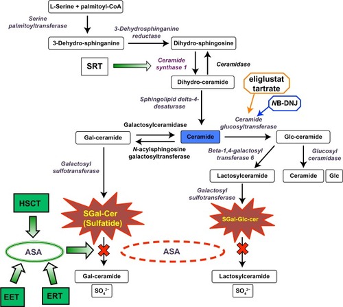 Figure 1 Sulfatide metabolic pathway.