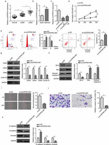 Figure 1. CircPIP5K1A knockdown inhibits EM progression in vitro. (a) Relative expression levels of circPIP5K1A in normal, euEM and ecEM tissues by RT-qPCR (n = 28). (b) Relative expression levels of circPIP5K1A in hESC cells and hEM15A cells by RT-qPCR. (c) The knockdown efficiency of si-circPIP5K1A#1 and si-circPIP5K1A#2 was assessed by RT-qPCR in hEM15A cells. (d) CCK-8 assay was performed to identify the effect of circPIP5K1A inhibition on proliferative ability of hEM15A cells. (e and f) flow cytometry assays were performed to analyze cell-cycle regulation and cell apoptosis in hEM15A cells. (g) The expression levels of cell cycle-related proteins (CDK2, CDK4, CDK6, and cyclin D1) were detected by western blotting. (h) The expression levels of apoptosis-associated proteins (Bcl-2, Bax, and cleaved Caspase-3) were detected by western blotting. (i and j) wound healing and transwell assays were performed to identify the migrative and invasive ability of hEM15A cells. (k) The expression levels of EMT-related proteins (N-cadherin, vimentin, and E-cadherin) were detected by western blotting. Data are shown as mean ± SD; *P < 0.05, **P < 0.01