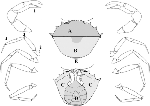 Figure 1. Portions of the crab exoskeleton. Carapace: A, anterior dorsal surface; B, posterior dorsal surface; C, antero‐lateral ventral surface; D, sternum and abdomen; E, junction between abdomen and carapace. The black bar shows the distance between base of posterior anterolateral spines. Chelipeds: (1) chela, articulation of mobile finger; walking legs: (2) proximal segments coxa/ischium/basis; (3) central segments carpus/merus; (4) distal segments propodus/dactylus.