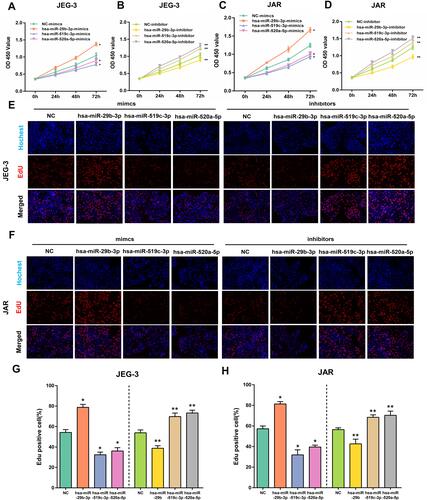 Figure 10 The effect of overexpression or silencing of hsa-miR-29b-3p, hsa-miR-519c-3p and hsa-miR-520a-5p on cell proliferation in JEG-3 and JAR cells. Viability of JEG-3 and JAR cells transfected with hub DEM mimics or inhibitors measured by CCK-8 (A–D) and EdU assays (E and F). The percentage of Edu positive JEG-3 and JAR. Proliferation ratio is assessed using EdU staining/Hoechst 33,342 (G and H). *p < 0.05 compared with NC-mimics in JEG-3 and JAR cells. **p < 0.05 compared with NC-inhibitor in JEG-3 and JAR cells.