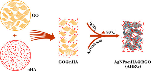 Figure 1 Schematic showing that the self-assembly of GO, nHA and AgNO3 to form a porous AHRG scaffold.