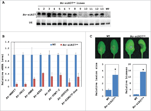 Figure 4. Bc-siR37-expressing Arabidopsis exhibits reduced expression of host target genes and enhanced susceptibility toward B. cinerea. (A) The expression levels of Bc-siR37 in the transgenic Arabidopsis Bc-siR37ox lines were shown by Northern blot analysis. (B) The mRNA levels of the predicted Bc-siR37 host target genes At-WRKY7, At-FEI2, At-PMR6, At-ATG5, At-PK, At-TOM7–2, At-DUF538, and At-RING/U-box were reduced in Bc-siR37ox plants. The error bars indicate the s.d. of 3 technical replicates. (C) Arabidopsis Bc-siR37ox plants were more susceptible to B. cinerea than WT Arabidopsis plants. The lesion size was measured 4 d post infection (dpi) using ImageJ software. Error bars indicate s.d. of 10 leaves. The relative biomass was quantified by real-time PCR, and error bars indicate the s.d. of 3 technical replicates. Asterisks indicate statistical significance (t-test, P<0.01). Similar results were obtained in 3 biological replicates for (B)-(C).