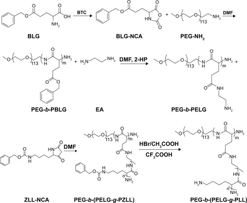 Figure 2 Synthesis of linear-brush copolymer of PEG-b-(PELG-g-PLL).Abbreviations: BLG, γ-benzyl l-glutamate; BTC, bis(trichloromethyl)carbonate; BLG-NCA, γ-benzyl l-glutamate-N-carboxyanhydride; PEG-NH2: poly(ethylene glycol) amine; PEG-b-PBLG, poly(ethylene glycol)-b-poly(γ-benzyl l-glutamate); DMF, N, N-dimethylformamide; 2-HP, 2-hydroxypyridine; EA, ethylenediamine; PEG-b-PELG, poly(ethylene glycol)-b-poly(ethylenediamine l-glutamate); ZLL-NCA, ε-benzyoxycarbonyl-l-lysine-N-carboxyanhydride; PEG-b-(PELG-g-PZLL), poly(ethylene glycol)-b-(poly(ethylenediamine l-glutamate)-g-poly(ε-benzyoxycarbonyl-l-lysine)); PEG-b-(PELG-g-PLL), poly(ethylene glycol)-b-(poly(ethylenediamine l-glutamate)-g-poly(l-lysine)).