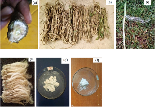 Figure 1. Jenfokie fiber unretted extraction process (a & b) Jenfokie plant, (c) bark with fiber, (d) Jenfokie fibers, (e) alkali treated fiber, and (f) bleached cellulose.