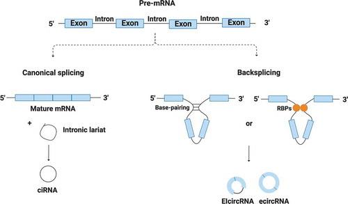 Figure 1. Canonical and non-canonical splicing and their products. A single gene is able to be canonically and non-canonically spliced (backsplicing) to generate mRNAs and regular RNA circles (ecircRNA, ciRNA and EIcircRNA). Circularization process is mediated by base-pairing between flanking introns and by some RBPs