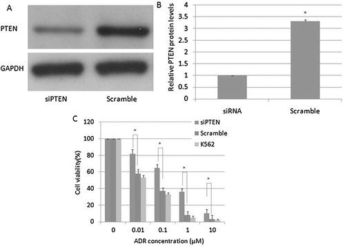 Figure 7.  The effects of PTEN on adriamycin cytotoxicity in K562 cells. A, B: PTEN protein levels in K562 cells; C: cell viability of K562 cells.