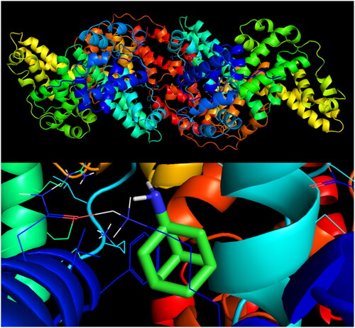 Figure 7. Visualisation of an amantadine docking site (mode 1) in BSA.