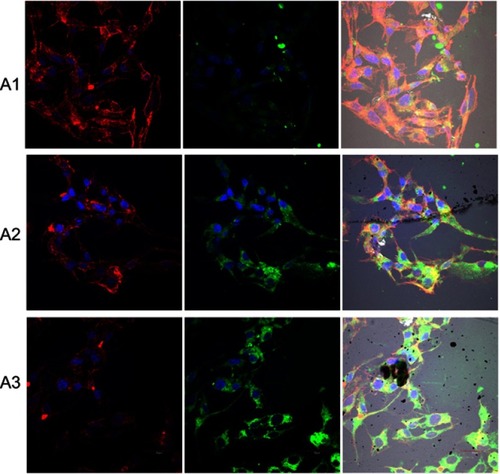 Figure 12 Expression level of integrin α5β1 and changes in cell morphology on fullerenes nanofilms.Notes: C3A cells were stained with DAPI (nuclei, blue), phalloidin-Atto 633 (cytoskeleton, red) and fluorescent secondary antibody 488 FITC (integrin, green) and visualized using confocal microscopy and Nomarski interference contrast. (A1) Control group; (A2) C60-20%; and (A3) C60-100%. Scale bar: 20 μm.Abbreviations: C60, fullerenes; DAPI, 4′,6-diamidino-2-phenylindole; FITC, fluorescein isothiocyanate.