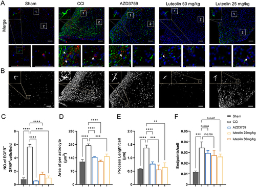 Figure 5 Luteolin and AZD03759 attenuate astrocyte activation after CCI. (A) Immunofluorescent staining of GFAP (green) and EGFR (red) shows luteolin and AZD03759 decrease astrocyte number and astrocytic EGFR expression. (B) Morphological analysis suggests luteolin and AZD03759 suppress astrocyte activation. (C) Quantification of both EGFR-positive and GFAP-positive cells. (D-F) Quantitative metrics of astrocyte activation. Data are expressed as Mean ± SEM, N = 3, **P < 0.01, ***P < 0.001, ****P < 0.0001, Scar bar = 50 μm. CCI: Controlled Cortical Impact model.