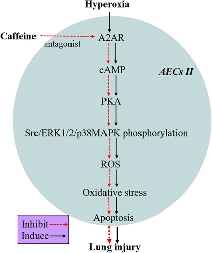 Figure 6. The protective mechanism of caffeine against hyperoxia-induced AECs II injury in vitro.