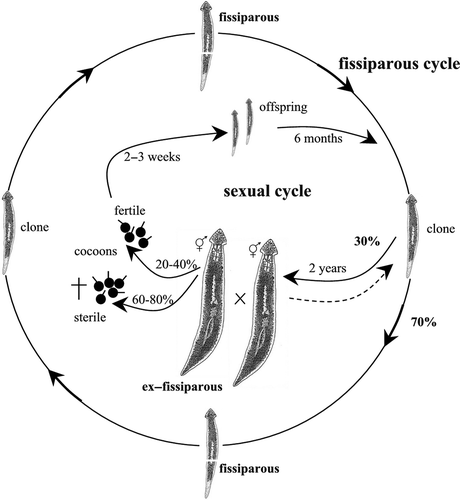 Figure 3. Schematic overview of the life cycle and reproductive patterns of Dugesia afromontana from South Africa.