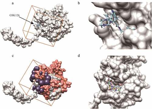 Figure 2. Compounds screening in reference to GSK126-EZH2 interaction. (a, b) The binding mode of GSK126 to EZH2. (c) The purple spheres indicate the docking sites for virtual screening. Orange cube indicates the location and size of the grid to be calculated. Salmon spheres indicate the surface of amino acids 500–700 region. (d) The five putative EZH2 inhibitors were successfully docked into the defined binding pocket