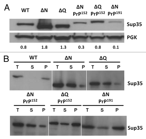Figure 3. Expression and sub-cellular fractionation of various Sup35-PrP fusion proteins. (A) Western Blot analysis showing the level of expression of truncated forms of Sup35 and Sup35-PrP fusions as indicated. The equivalent amounts of protein were loaded and an anti-yeast Sup35 polyclonal antibody used to detect Sup35/Sup35-PrP fusions. The membranes were also probed with an anti-yeast phoshphoglycerate kinase (PGK) polyclonal antibody as a loading control. (B) Sub-cellular fractionation assay using high speed (100,000 xg) centrifugation to fractionate total cell lysates (T) into a soluble (S) and pelleted (high molecular weight) fraction (P). Each fraction was assayed in parallel by SDS-PAGE and western blot analysis with an anti-yeast Sup35 polyclonal antibody.