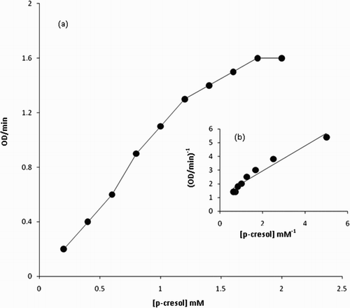 Figure 3. (a) Michaelis–Menten and (b) double reciprocal plots using p-cresol as the variable substrates, respectively. The reaction 1 mL contained 0.1 mM H2O2, 1.80 IU of the enzyme in 50 mM sodium phosphate buffer pH 7 at 30°C.