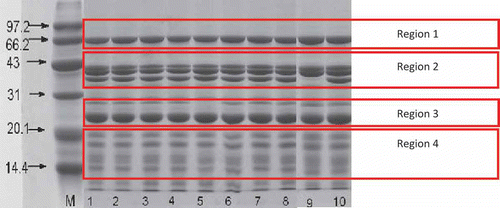Figure 1 SDS-PAGE patterns of seed protein from peanut varieties. The different tracks showed M: Marker. (1) Zhonghua8; (2) Zhongnong108; (3) Shanhua7; (4) Silihong; (5) Luhua11; (6) Bianhua3; (7) Haihua1; (8) Shanhua9; (9) Shuangji2; (10) Fenghua5.