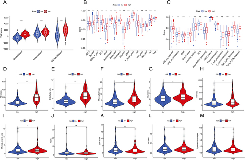 Figure 7 Relationship between Prognostic Signature and Immune Infiltration. (A) The ESTIMATE algorithms to assess immune-related scores. (B and C) Comparison of the enrichment scores of 16 immune cells and 13 immune-related functions between different risk groups. (D–M) Violin plots for immune infiltration based on MCP counter algorithms between different risk groups (*P < 0.05, **P < 0.01, ***P < 0.001).