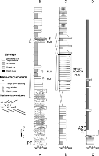 Fig. 5 Lithostratigraphic section of Paramillo and Agua de la Zorra formations at locality A, showing the main lithofacies and the position of the fossil forest level. PF = Paramillo Formation; AZF = Agua de la Zorra Formation; FL I–IV = fossiliferous levels.