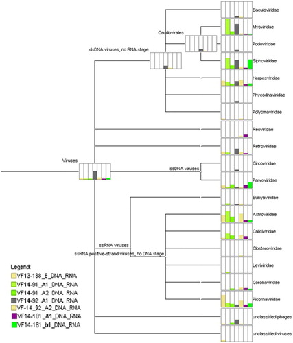 Figure 1. MEGAN taxonomic analysis displaying a viral family comparison between all seven samples. VF14-181 A1 and B1 (*) represent unaffected samples. The “Viruses” and “dsDNA viruses, no RNA stage” categories contained viral contigs from the families Siphoviridae, Myoviridae, Podoviridae, Herpesviridae, Reoviridae, Retroviridae, Polyomaviridae, Inoviridae, Baculoviridae, and Poxviridae. These unassigned contigs were accounted for in Table 1. Bars located next to each taxon are proportional to the total number of contigs assigned to each category from sequencing runs.