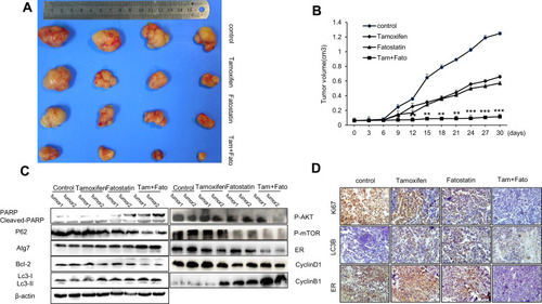 Figure 7 Effects of fatostatin and tamoxifen on the growth of ER-positive breast cancer in vivo. (A) Images of the xenograft tumours in nude mice implanted with MCF-7 cells (1×107) and treated with PBS, tamoxifen, fatostatin or a combination of tamoxifen and fatostatin (n=4 in each group). (B) Tumour growth curves of each treated group. The tumour volumes were assessed on the indicated days. (C) Western blot assay showing the protein expression levels of cleaved PARP, P62, Atg7, Bcl-2, LC3B, p-AKT, p-mTOR, ER, Cyclin D1 and Cyclin B1 among each group. (D) IHC analysis of Ki67, LC3B and ER expression in breast cancer at 20x magnification. Scale bars: 20 µm. The data are representative of independent experiments (means ± SD) using one-way analysis of variance (ANOVA) to analyze the differences among groups. *p < 0.05; **p < 0.01; ***p < 0.001 vs. the control group.