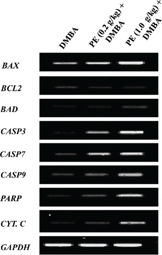 Figure 5. Effects of pomegranate emulsion (PE) treatment on transcriptional expressions of genes related to apoptosis in 7,12-dimethylbenz(a)anthracene (DMBA)-initiated rat mammary tumorigenesis. Rats were sacrificed 18 wk following the commencement of the study and mammary tumor samples were harvested from various experimental groups. Total RNA was extracted. The resultant complementary DNA following reverse transcription was subjected to PCR using specific sequences for various genes: BAX, BCL2, BAD, CASPASE 3 (CASP3), CASPASE 7 (CASP7), CASPASE 9 (CASP 9), poly (ADP-ribose) polymerase (PARP), and cytochrome c (CYT. C). Representative reverse-transcriptase-PCR pictures are shown with glyceraldehyde 3-phosphate dehydrogenase (GAPDH) as the housekeeping gene.