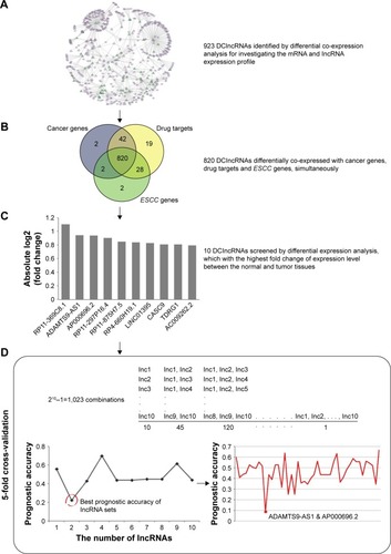 Figure 3 An integrative pipeline for transcriptome-wide identification of prognostic lncRNAs. (A) Differential co-expression analysis identified 923 DClncRNAs by using the mRNA and lncRNA expression profile. Part of differential co-expression network is shown in the plot. The green triangles are the DClncRNAs, the purple triangles are lncRNAs and the purple ellipses are mRNAs. (B) A total of 820 cancer-related lncRNAs were found through differential co-expression with cancer genes, drug targets and ESCC genes. (C) Differential expression analysis was performed to narrow down the candidate lncRNAs. The fold changes of top 10 lncRNAs are presented in the plot. (D) The 5-fold cross-validation was used to identify the optimal combination for predicting the survival of ESCC patients. K-means algorithm and Kaplan–Meier survival analysis were used to calculate the prognostic accuracies of 1,023 combinations. The highest prognostic accuracies of 1–10 lncRNA combinations and the prognostic accuracies of 45 2-lncRNA combinations are shown in the plot.