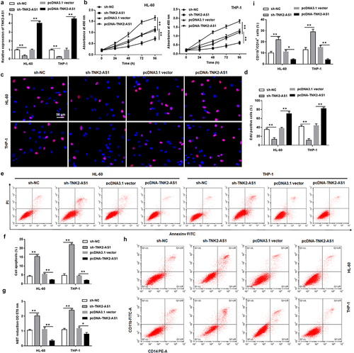 Figure 2. Knockdown of TNK2-AS1 inhibited AML cell growth and promoted differentiation. HL-60 and THP-1 cells were transfected with sh-NC and sh-TNK2-AS1. (a) the transfection efficiency was detected by RT-qPCR. (b-d) Cell proliferation of HL-60 and THP-1 cells was measured by CCK-8 and EdU assays. (e and f) Cell apoptosis of HL-60 and THP-1 cells was evaluated with flow cytometry. (g) the differentiation ability of HL-60 and THP-1 cells was detected by evaluating NBT reduction ability. (h and i) the number of CD11b and CD14 positive cells in HL-60 and THP-1 cells were assessed by flow cytometry assays. *P < 0.05 vs control group.