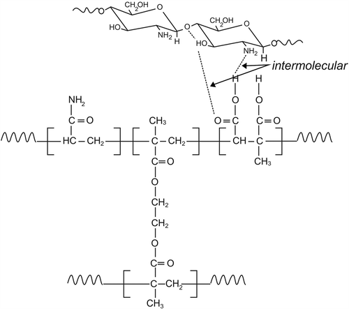 Figure 1. General mechanism for semi-IPN formation through Cs and P(AAm-co-CA).