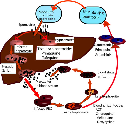 Figure 1 The life cycle of Plasmodium parasite in man. Stages and forms of the parasite at which different types of antimalarial drug acts.