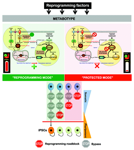 Figure 6. The Warburg effect and de novo fatty acid biogenesis: Metabolic reprogramming permits repression of differentiation in iPS cells. The a priori bioenergetic-anabolic signature of somatic cells correlates with their reprogramming efficiencies and with the acquisition of stemness properties. Cells that demonstrate an active glycolysis-lipogenesis axis reprogram more quickly and efficiently than those demonstrating a metabotype closer to the oxidative/non-lipogenic state of normal, non-proliferative somatic cells. We now reveal that, similarly to cancer cells, the Warburg effect in iPS cells can be established by decreasing the activity and expression of β-F1-ATPase, a key subunit of the mitochondrial ATP synthase. Furthermore, iPS-associated metabolic reprogramming also involves an exacerbated activation of ACACA- and FASN-catalyzed de novo-fatty acid synthesis. Activation of H+-ATPase and inhibition of endogenous lipogenesis can endow somatic cells with a metabolic infrastructure protected against reprogramming.