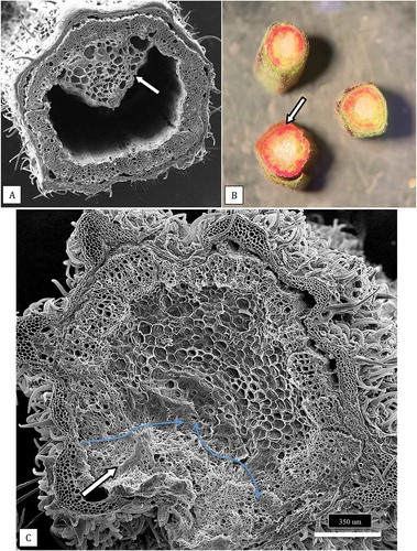 Fig. 10 (a) Scanning electron micrograph of a healthy stem cutting taken from a stock plant showing the hollow pith surrounded by a ring of xylem tissues. A portion of the remaining pith cells (arrow) that has not disintegrated can be seen. (b) Healthy stem sections that were stained with 1% safranin red to show the uptake of the red dye in the ring of xylem cells (arrow). (c) Scanning electron micrograph of a section made through a young cannabis stem cutting to show the organization of the outermost epidermal cell layer with a dense covering of hair-like trichomes, the inner ring of xylem cells, and the innermost central parenchyma pith cells. The cutting was inoculated with a spore suspension of Fusarium proliferatum and the mycelium has progressed into the pith (white arrow). The advancement of the mycelial front is shown by the blue arrows. Photo was taken 5 days after inoculation