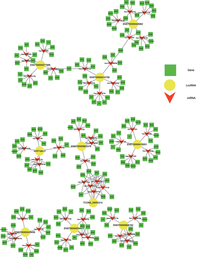 Figure 4. Construction of the ceRNA network describing lncRNA-miRNA-mRNA interactions during osteogenic differentiation of hUCMSCs.