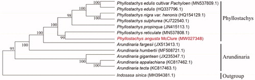 Figure 1. Phylogenetic relationships among 12 complete chloroplast genomes of Phyllostachys and Arundinaria. Bootstrap support values are given at the nodes.