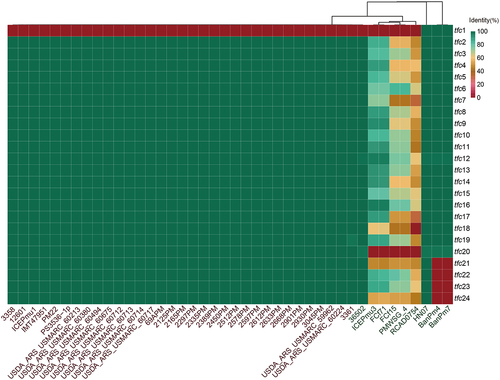 Figure 2. T4SS of 42 ICEHin1056 family ICEs in P. multocida.