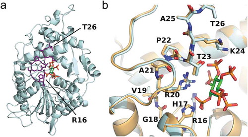 Figure 2. Structure of E. coli phytase AppA.(a) Overall structure of AppA. The active site loop is shown in purple, and the substrate (phytic acid) is shown in green. (b) The enlarged view of AppA around its active site loop (sticks) and the substrate (green sticks). The AppA structures in the substrate-bound form (light cyan) and in the free form (gold) are overlaid. Blue, red, and orange denote the nitrogen, oxygen, and phosphorous atoms, respectively. The figures were drawn using the PyMOL Molecular Graphics System, Schrodinger, LLC.